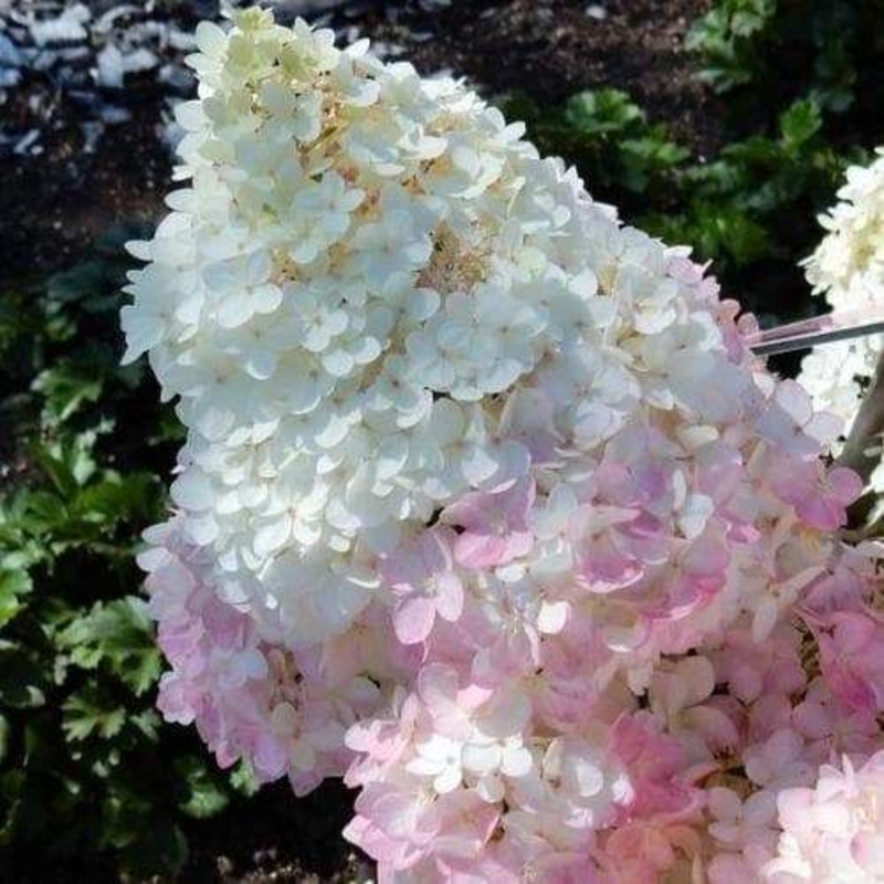 Гортензия метельчатая Меджикал Андес